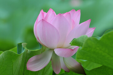 Blossoming lotus flowers