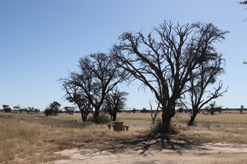 Fototapeta premium Kgalagadi Transfrontier National Park, South Africa: landscape showing the typical veld after a summer of good rainfall - picnic site at Union's End