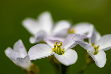 Cardamine pratensis growing in meadow, close up shoot	
