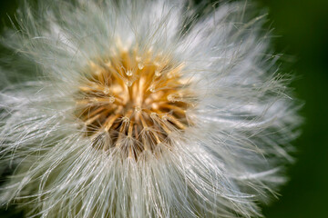Taraxacum officinale in meadow, close up shoot