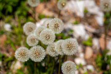 Taraxacum officinale growing in meadow, close up shoot
