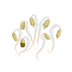 Vector illustration of bean sprouts, a culinary vegetable from freshly grown green beans, isolated on a white background.