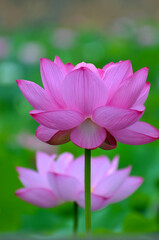 Blossoming lotus flowers