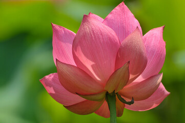 Blossoming lotus flowers