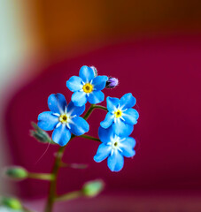 Beautiful blossoming little flowers of forget-me-not Myosotis in the spring morning, close-up