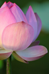 Blossoming lotus flowers in sunrise
