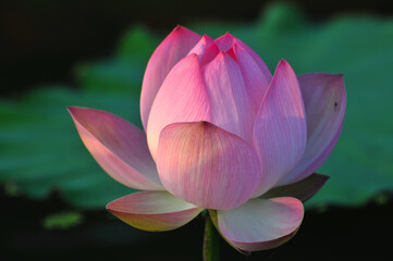 Blossoming lotus flowers in sunrise