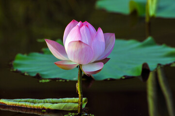 Blossoming lotus flowers in sunrise