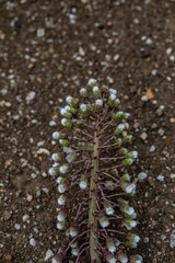Petasites paradoxus flower growing in meadow, close up shoot	