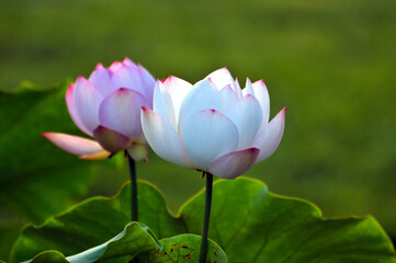 Blossoming lotus flowers in sunrise
