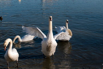 the swan spreads its wings on the shore of the lake under the bright sun
