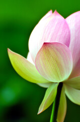 Blossoming lotus flowers in sunrise