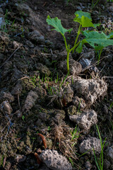Sprouts of sprouted beans in the garden, growing in the bright sun