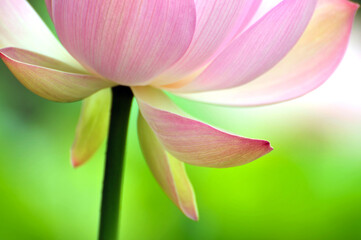 Blossoming lotus flowers in sunrise