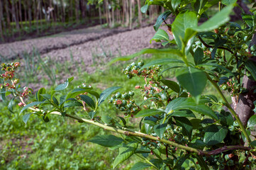 Blueberry berries on a bush, ripening under the sun