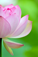 Blossoming lotus flowers in sunrise