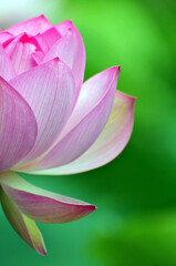 Blossoming lotus flowers in sunrise