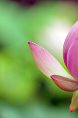 Blossoming lotus flowers in sunrise