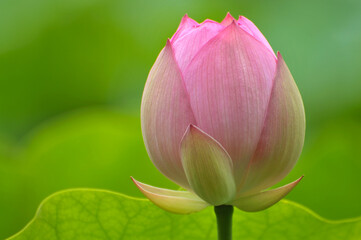 Blossoming lotus flowers in sunrise