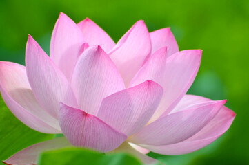 Blossoming lotus flowers in sunrise