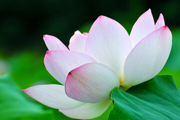 Blossoming lotus flowers in sunrise