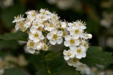 Low Angle View Of Flower Tree Against Blue Sky