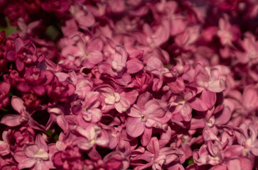 Close up of red lilac branch in bloom