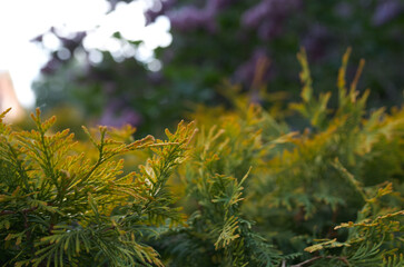 Green juniper branches over blured bsckground