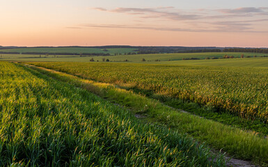 Fototapeta na wymiar Rural green agricultural fields and hills in Ukraine