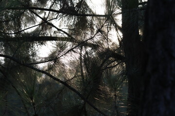 sunset in the forest