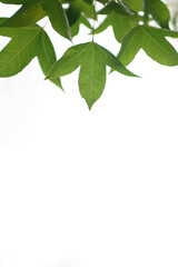 maple leaf white background scene natural white background with green leaves on maple branches Mostly white empty space