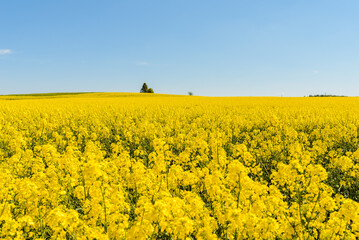Agricultural field with rapeseed plants,blue sky. Oilseed, canola, colza. Nature background. Spring day landscape.Selective focus.