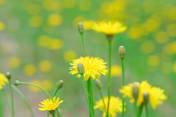 たんぽぽの花