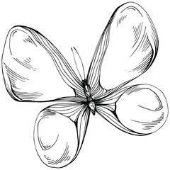 Sketch insects butterfly drawing illustration. Wild nature engraved style illustration. Detailed animals product sketch. The best for design logo, menu, label, icon, stamp.