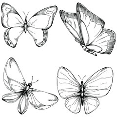 Sketch insects butterfly drawing illustration. Wild nature engraved style illustration. Detailed animals product sketch. The best for design logo, menu, label, icon, stamp.