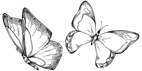 Sketch insects butterfly drawing illustration. Wild nature engraved style illustration. Detailed animals product sketch. The best for design logo, menu, label, icon, stamp. © yanushkov