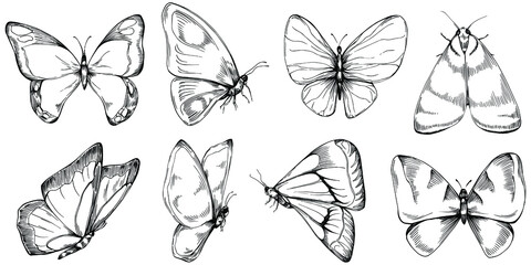 Sketch insects butterfly drawing illustration. Wild nature engraved style illustration. Detailed animals product sketch. The best for design logo, menu, label, icon, stamp.