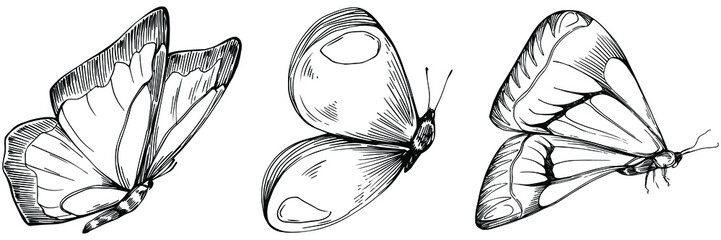 Sketch insects butterfly drawing illustration. Wild nature engraved style illustration. Detailed animals product sketch. The best for design logo, menu, label, icon, stamp.