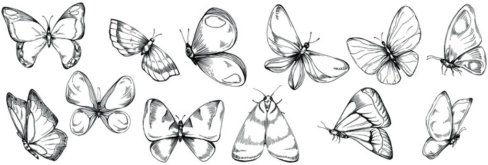 Sketch insects butterfly drawing illustration. Wild nature engraved style illustration. Detailed animals product sketch. The best for design logo, menu, label, icon, stamp. © yanushkov
