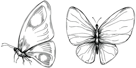 Sketch insects butterfly drawing illustration. Wild nature engraved style illustration. Detailed animals product sketch. The best for design logo, menu, label, icon, stamp.