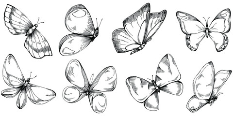 Sketch insects butterfly drawing illustration. Wild nature engraved style illustration. Detailed animals product sketch. The best for design logo, menu, label, icon, stamp. © yanushkov