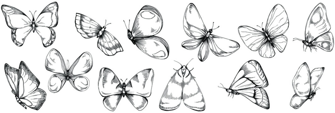 35+ Butterfly Drawing Ideas - HARUNMUDAK-vinhomehanoi.com.vn