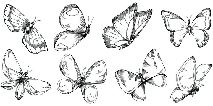Continuous line drawing of beautiful butterfly 5892535 Vector Art at  Vecteezy-vinhomehanoi.com.vn