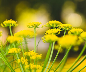 Foeniculum vulgare in flower, Belgium