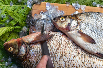 Big fresh bream. Freshly caught river fish. A man cleans the fish from scales. Fishing for spinning...