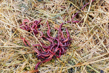 Breeding red worms Dendrobena. Fertile soil. Natural soil improvement. Fishing worms.