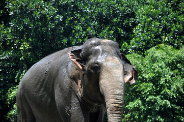 Sumatra elephant in wildlife green background outdoor