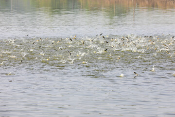 Carp jump on the water in a fish pond, North China