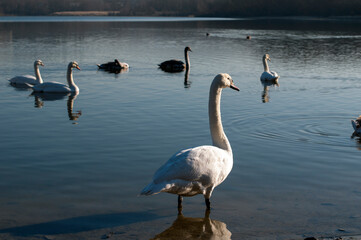 white swan paws on the ice reflecting