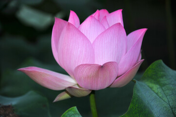 Blossoming lotus flowers